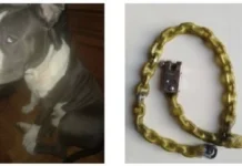 Vicenza, cane aizzato dal padrone morde due passanti: coppia denunciata per lesioni cane aizzato vicenza