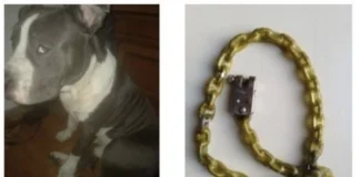 Vicenza, cane aizzato dal padrone morde due passanti: coppia denunciata per lesioni cane aizzato vicenza