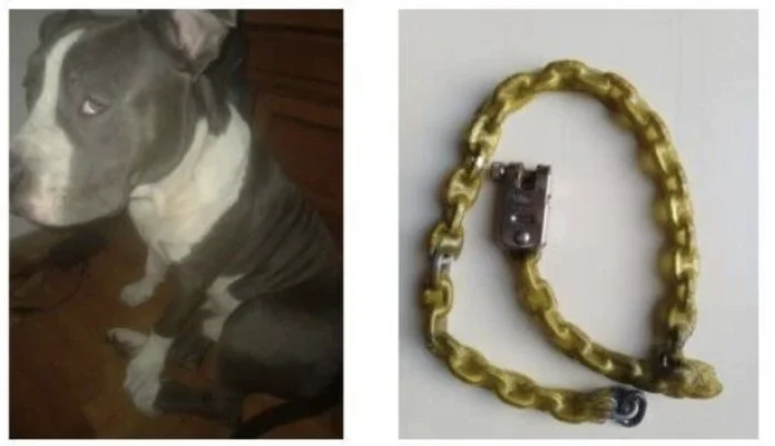 cane aizzato vicenza