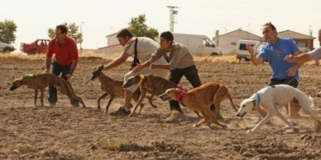 galgo