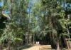 Vicenza tra le città più attente al caldo: quinta in Italia per ricerche sul web Vicenza e caldo, oasi climatica al Giardino di San Biagio