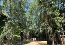 Vicenza tra le città più attente al caldo: quinta in Italia per ricerche sul web Vicenza e caldo, oasi climatica al Giardino di San Biagio