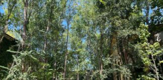 Vicenza tra le città più attente al caldo: quinta in Italia per ricerche sul web Vicenza e caldo, oasi climatica al Giardino di San Biagio