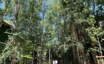 Vicenza tra le città più attente al caldo: quinta in Italia per ricerche sul web Vicenza e caldo, oasi climatica al Giardino di San Biagio