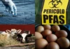 Pfas negli alimenti in Veneto: la Regione va in stand-by. Se è emergenza si saprà a settembre. Luisetto (Pd): “Così, lecito temere problemi” pfas alimenti veneto