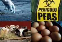 Pfas negli alimenti in Veneto: la Regione va in stand-by. Se è emergenza si saprà a settembre. Luisetto (Pd): “Così, lecito temere problemi” pfas alimenti veneto
