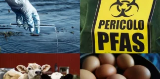 Pfas negli alimenti in Veneto: la Regione va in stand-by. Se è emergenza si saprà a settembre. Luisetto (Pd): “Così, lecito temere problemi” pfas alimenti veneto