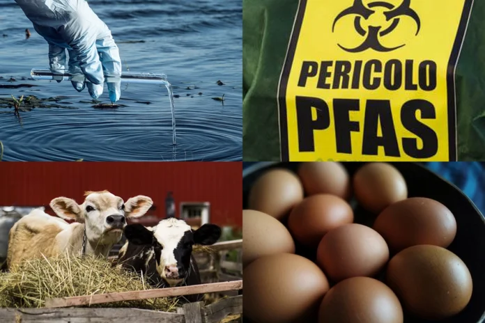 pfas alimenti veneto pfas alimenti veneto