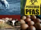Pfas negli alimenti in Veneto: la Regione va in stand-by. Se è emergenza si saprà a settembre. Luisetto (Pd): “Così, lecito temere problemi” pfas alimenti veneto