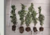 Piante di marijuana sul davanzale: segnalato un 52enne di Vicenza piantine marijuana vicenza