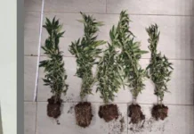Piante di marijuana sul davanzale: segnalato un 52enne di Vicenza piantine marijuana vicenza