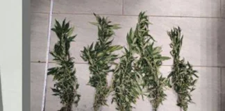 Piante di marijuana sul davanzale: segnalato un 52enne di Vicenza piantine marijuana vicenza