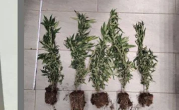 Piante di marijuana sul davanzale: segnalato un 52enne di Vicenza piantine marijuana vicenza