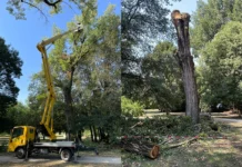 Vicenza, prosegue abbattimento dei pioppi pericolanti a Parco Querini pioppi parco querini vicenza