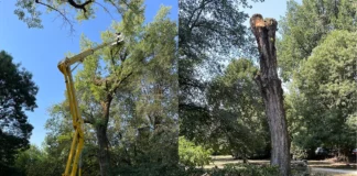 Vicenza, prosegue abbattimento dei pioppi pericolanti a Parco Querini pioppi parco querini vicenza