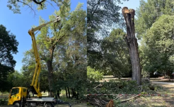 Vicenza, prosegue abbattimento dei pioppi pericolanti a Parco Querini pioppi parco querini vicenza
