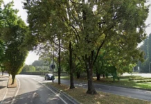Schio, abbattimento di una quercia morta: modifiche alla viabilità schio quercia