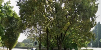 Schio, abbattimento di una quercia morta: modifiche alla viabilità schio quercia