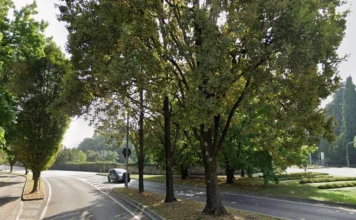 Schio, abbattimento di una quercia morta: modifiche alla viabilità schio quercia