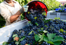 Vendemmia veneta, Bond chiede regole più chiare per lo scambio di manodopera Scambio di manodopera nella vendemmia veneta