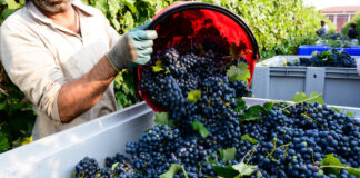 Vendemmia veneta, Bond chiede regole più chiare per lo scambio di manodopera Scambio di manodopera nella vendemmia veneta