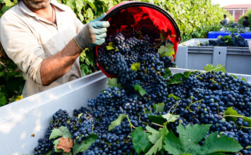 Vendemmia veneta, Bond chiede regole più chiare per lo scambio di manodopera Scambio di manodopera nella vendemmia veneta