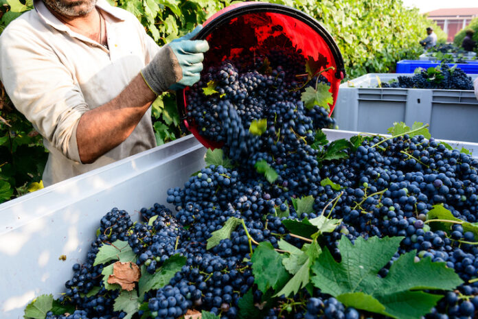 Scambio di manodopera durante la vendemmia Scambio di manodopera nella vendemmia veneta