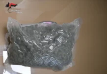 Vicenza, preso con mezzo chilo di marijuana: un arresto e due denunce dopo tentativo di fuga vicenza marijuana