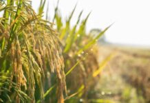 Agroalimentare, Ismea: superati sistema dei bandi per finanziamenti a condizioni di mercato