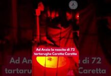 Anzio, sono nate 72 tartarughe di caretta caretta #adnkronos #carettacaretta #tartaruga