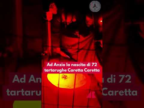 Anzio, sono nate 72 tartarughe di caretta caretta #adnkronos #carettacaretta #tartaruga