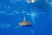 Dramma in Australia, si tuffa in mare e viene ucciso da uno squalo: chiuse tutte le spiagge