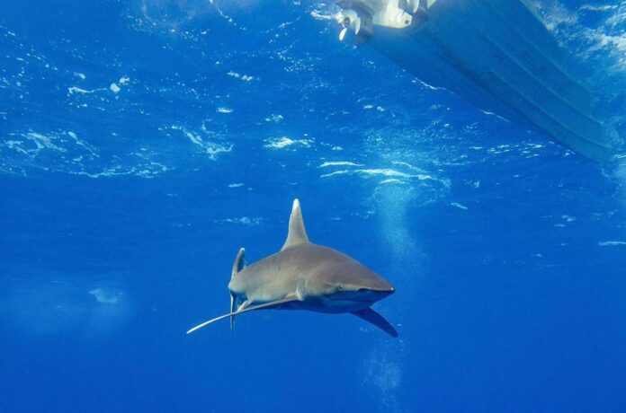 Dramma in Australia, si tuffa in mare e viene ucciso da uno squalo: chiuse tutte le spiagge