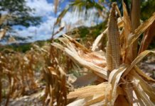 El Niño e l’allarme Ocse: “Al 95% sarà molto intenso, impatto su raccolti e prezzi alimentari”