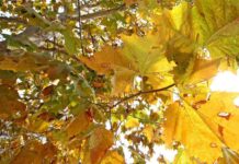 Equinozio di autunno 2026, quando arriva? L’estate ha le ore contate