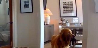 Il ladro entra in casa, il labrador fa festa e porta i giochi…
