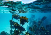 In Alaska un 15enne sopravvive due giorni in mare aggrappato a barca capovolta: morto il fratello