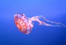 Medusa ortica, così provoca dolore e morte delle cellule: eparina protegge dal veleno