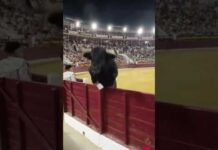 Paura in Spagna, il toro salta la recinzione e finisce tra il pubblico durante la corrida