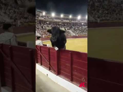Paura in Spagna, il toro salta la recinzione e finisce tra il pubblico durante la corrida