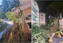 Roma, pino secolare cade su un palazzo in zona Salaria: residenti bloccati