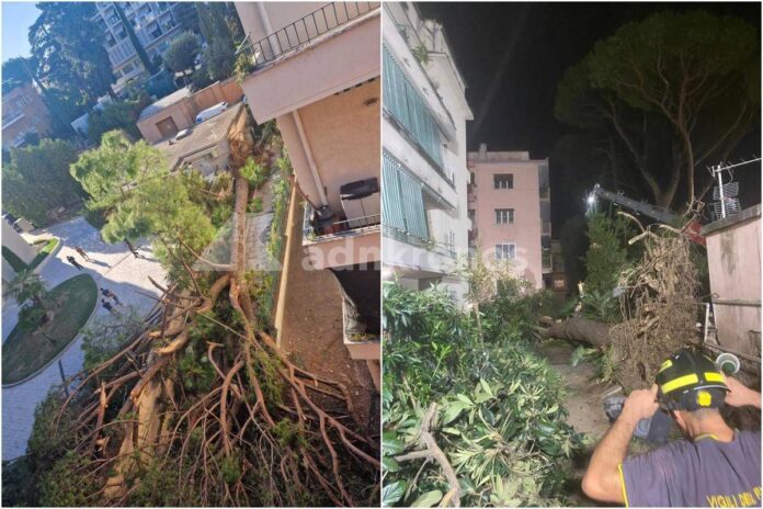 Roma, pino secolare cade su un palazzo in zona Salaria: residenti bloccati