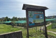 Torino, presunto abuso al parco dell’Arrivore: FdI chiede chiarimenti al Comune