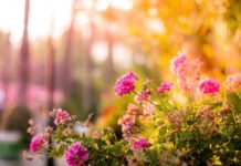 Una nonna cura un giardino per 20 anni, ma il Comune vuole smantellarlo