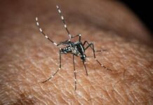 Usutu in Italia, un altro virus trasmesso dalle zanzare: i sintomi