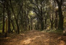 Val Grande di Bibione, apre un nuovo percorso ciclabile tra bosco, laguna e storia percorso ciclabile Val Grande Bibione nel bosco dell’oasi