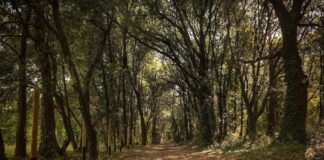 Val Grande di Bibione, apre un nuovo percorso ciclabile tra bosco, laguna e storia percorso ciclabile Val Grande Bibione nel bosco dell’oasi