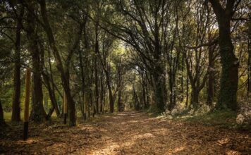 Val Grande di Bibione, apre un nuovo percorso ciclabile tra bosco, laguna e storia percorso ciclabile Val Grande Bibione nel bosco dell’oasi