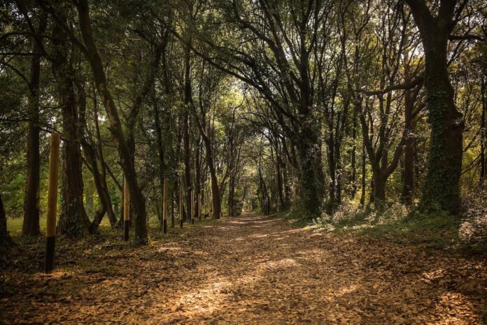 Sentiero del Bosco Nuovo in Val Grande percorso ciclabile Val Grande Bibione nel bosco dell’oasi