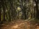 Val Grande di Bibione, apre un nuovo percorso ciclabile tra bosco, laguna e storia percorso ciclabile Val Grande Bibione nel bosco dell’oasi